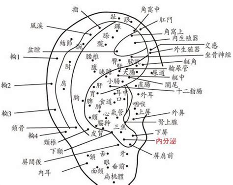 耳痣圖|面相：耳朵有痣算命圖解，全位置對照，看看你是哪一。